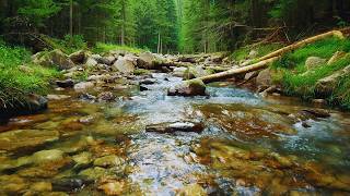 Tranquil River Stream Sounds 🌿 Peaceful Birds & Relaxing Nature Ambience