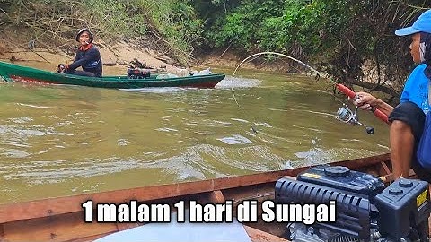 FULL 1 MALAM 1 HARI DI ATAS PERAHU MANCING BAUNG DI SPOT PEDALAMAN RIAU