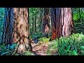 La tristesse dans les Redwoods