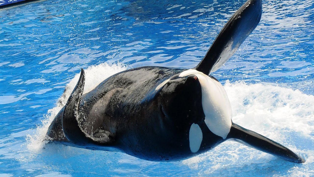 Killer Whale Tilikum That Attacked Sea World Trainer Has Died