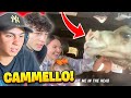 È ENTRATO il CAMMELLO in MACCHINA! (Reaction)