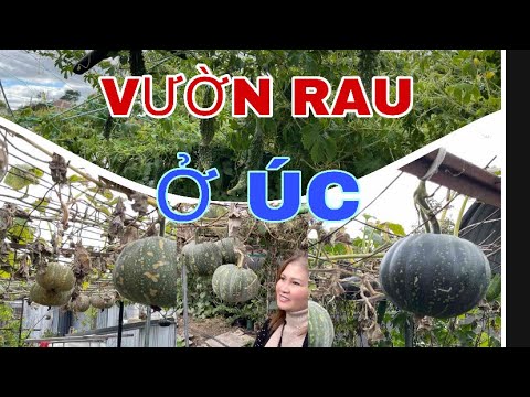 Video: Amoniac Cho Vườn Và Vườn Rau: Sử Dụng Cho Cây Trồng Như Một Loại Bón Thúc. Làm Thế Nào để Nhân Giống Amoniac Từ Sâu Bệnh? Chế Biến Rau Với Amoniac