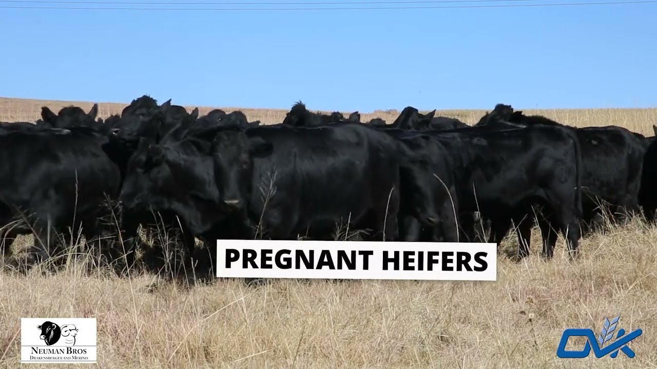 DRAGTIGE DRAKENSBERGER VERSE - NEUMAN DRAKENSBERGER VEILING