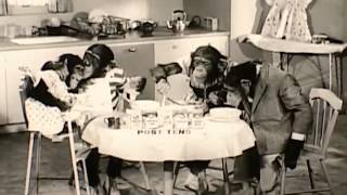 1960's Post Tens Cereals Commercial... WITH MONKEYS!