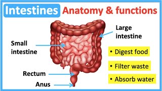 Intestine anatomy & function🤔 | Easy learning video by Learn Easy Science 16,952 views 1 year ago 1 minute, 14 seconds