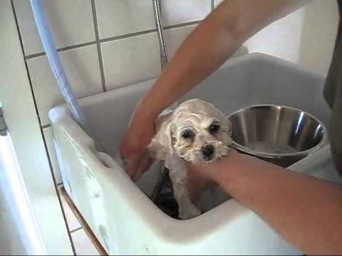 vask af hundehvalp vask af hundehvalp
