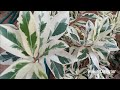 Nurseries won't tell you this - Do not buy these 4 plants now