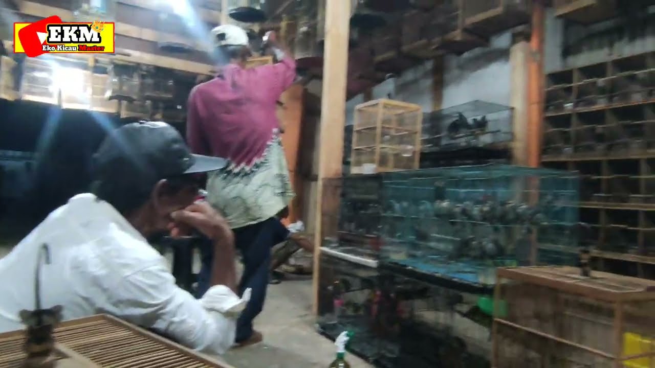 Lihat lihat stok burung di kios dewa kicau kota Pekalongan ‼️ stok melimpah 