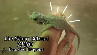 What is a 'Zero' Bearded Dragon and How Do You Get One?