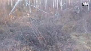 Растерзавшего геолога в Якутии медведя–людоеда сняли на видео Растерзавшего геолога в Якутии медведя–людоеда сняли на видео