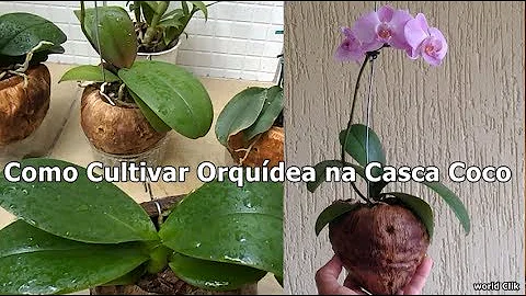 Como plantar orquídea no vaso fibra de coco?