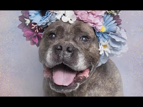 LIVE: Adoptable Pit Bull Rumple Loves To Give Kisses | The Dodo