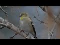 American goldfinch spinus tristis  perched