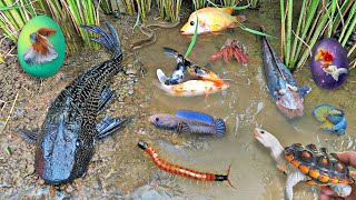 Colorful surprise eggs lobster snake cichlid betta fish turtle butterfly fish collared peccary