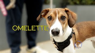 Adopt Our Pup Pal Omelette!