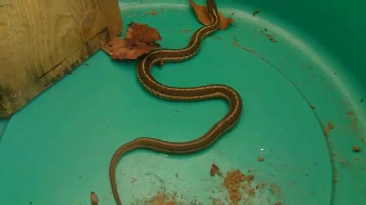 Hd Garter Snakes In My Backyard Youtube