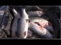 рыбалка на Колыме