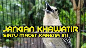 Gara-gara ini, kebayakan burung sirtu macet bunyi / bisu, SABAR