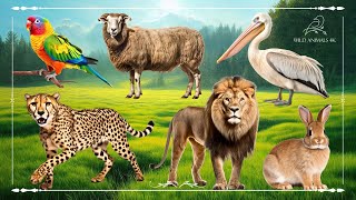 Baby farm animal moments: Bird, Sheep, Pelican, Cheetah, Lion & Rabbit - Animals Video