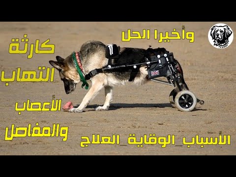 فيديو: هل كان الكلب يعرج؟