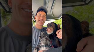 Golf Cart Rides With A Human, Limbani The Chimpanzee And His Dog 🐶 Mama.