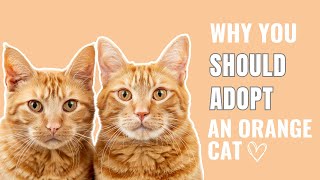 Why You Should Adopt An Orange Cat