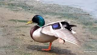 Mississippi River Flyway Cam. Mallard - explore.org 05-28-2021