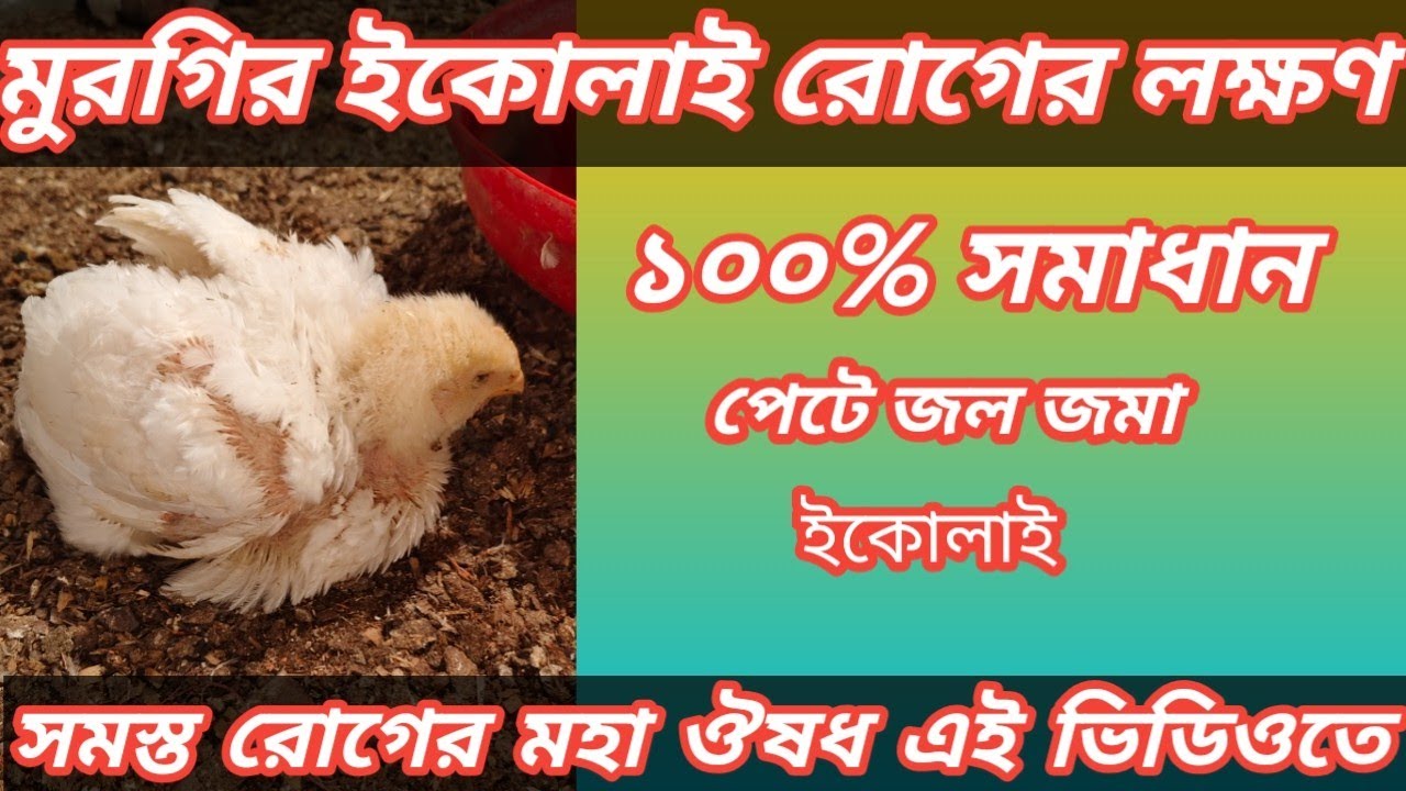 মুরগির ইকোলাই রোগের লক্ষণ ও সমাধান।