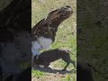 Eagle Swoops Down onto Warthog in Road