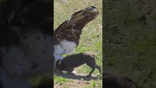 Eagle Swoops Down Onto Warthog In Road