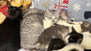 Sweet 20 Cute Cats Live Stream