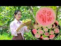 Juicy pinky guava harvest | This pink guava remind my childhood | Yummy recipe inside