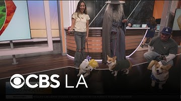 A preview of Corgi Beach Day in Huntington Beach