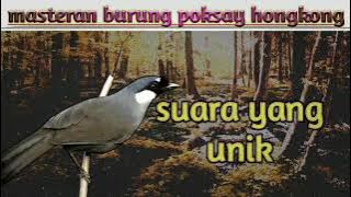 masteran suara burung poksay hongkong (unik)