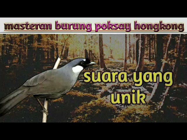 masteran suara burung poksay hongkong (unik) class=