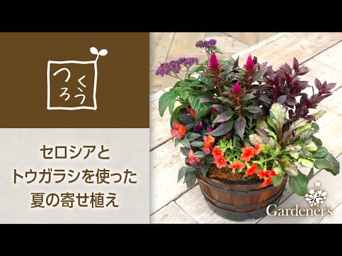 夏の寄せ植え3分レシピ セロシアとトウガラシを使った寄せ植え Youtube