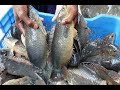 Climbing Perch Fish Eggs Hatching | Fish Breeding Farm