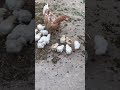 Apne murga ke bache ki diet kesa tyr kare #diet #aseel #birds #fighting #animals #newvideo