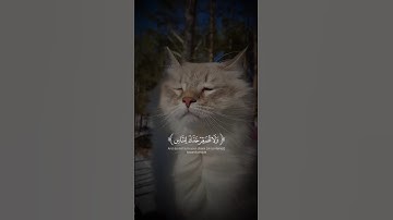 اكتب شيء تؤجر عليه ❤🌿 || القارئياسر الدوسري 😴🎧