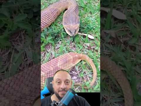 CANINANA, Cobras Brasileiras #4