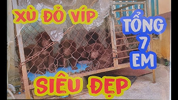 Show hàng 7 bé bắc hà xù đỏ đẹp chưa từng có tại kênh Chó Bắc Hà TV | Bac Ha dog supper beautifull..