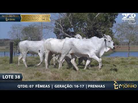 LOTE 38