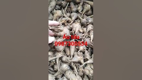 củ ấu tẩu
