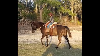 Noble   Quarter Horse