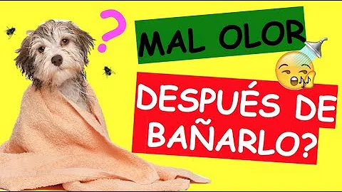 ¿Por qué mi perro huele mal incluso después del baño?