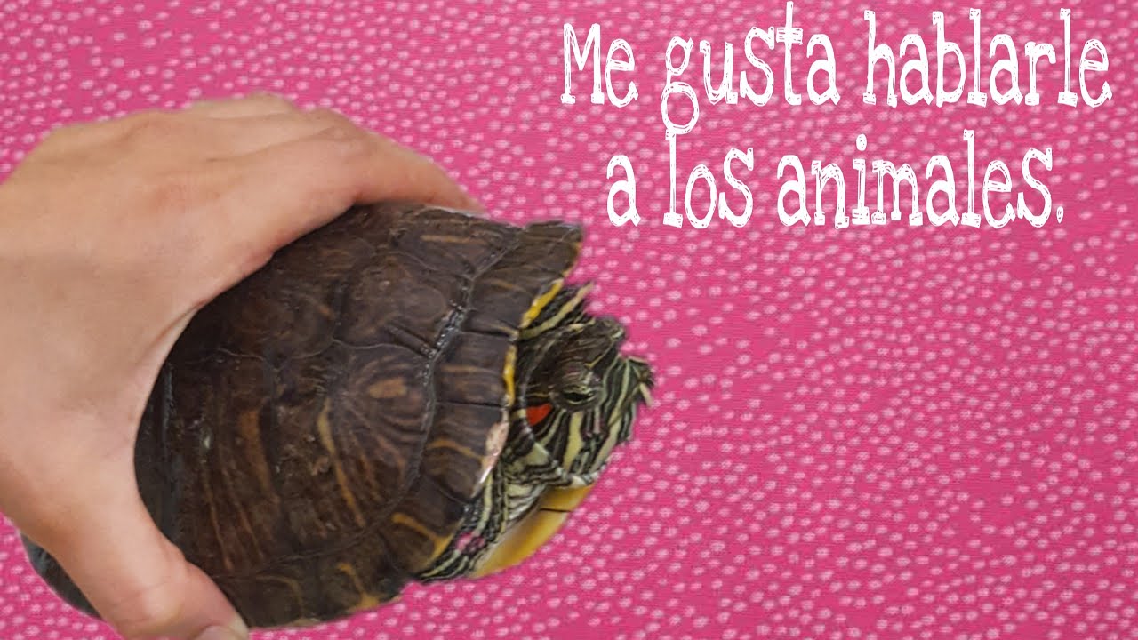  Inesperado encuentro... #Tortuga #Adorable