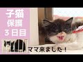 【子猫保護】３日目にとうとうママ猫も到着です