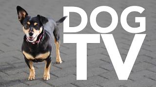 DOG TV - Entertaining Forest and Beach Walks for Dogs - 20 Hours of Petflix by Relax Your Dog - Calming Music and TV 36,456 views 4 months ago 20 hours