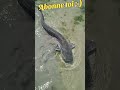 silure en float tube