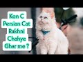 Sab se achi persian cat kon c hai  peke face persian cat